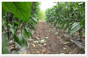 収穫のお手伝い